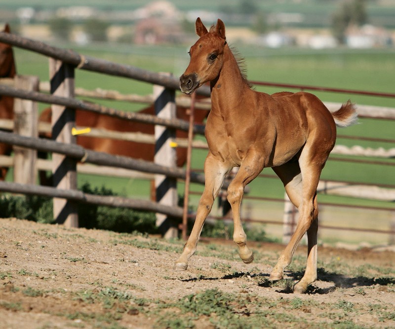 Você sabia que existem games equestres? - Cavalus